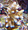 811bloated-acro-200k.jpg