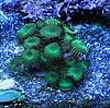 892Green_Buttons_3_5.JPG 892Green_Buttons_3_5.JPG