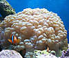 8bubble_clowns1.jpg 8bubble_clowns1.jpg