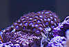 Blue-Zoa.jpg