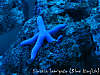 BlueStarfish.jpg