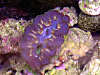Blue_crocea.JPG