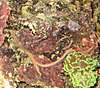Bristleworms1.jpg