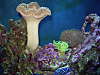 Coral.jpg Coral.jpg