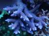 DSC00099small.jpg