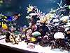 Dean_Shaunas_reef_Nov_2008_013.JPG Dean_Shaunas_reef_Nov_2008_013.JPG