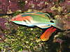 Fairy_Wrasses_Feb_2008_20_.jpg