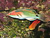 Fairy_Wrasses_Feb_2008_20_.jpg