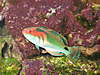 Fairy_Wrasses_Feb_2008_21_.jpg