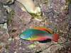 Fairy_Wrasses_Feb_2008_22_.jpg