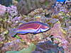 Fairy_Wrasses_Feb_2008_8_.jpg