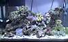 Feb_9-08_Full_Tank.jpg Feb_9-08_Full_Tank.jpg