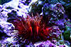 FireUrchin.jpg
