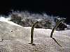 Fish_030_1280_x_960_.jpg