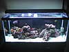 Fish_tank_Nov_2008.JPG