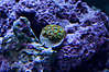 Green-Zoa2.jpg