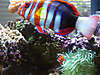 HT-Wrasse.jpg HT-Wrasse.jpg