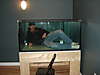 New_tank_092.jpg New_tank_092.jpg
