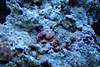 Sick_Acan.jpg