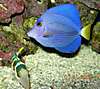 Tang_and_Puffer.jpg