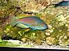 WRASSE_PICTURES_042_Custom_.jpg