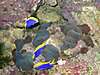 Wrasses_Nov_-10_07_012_Small_.jpg