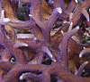 birdsnest_blue_polyp.JPG