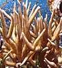 birdsnest_coral.JPG