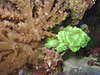 candy_cane_coral_star_polyps.JPG