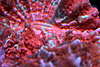 coral_019.jpg