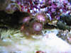 corals_001.jpg
