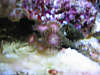 corals_003.jpg