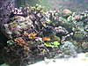 ken_s_fish_tank_001.jpg