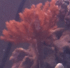 kenya_tree_1.gif kenya_tree_1.gif