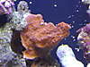 march_29_2007_60gal_cam_testing_0131.jpg march_29_2007_60gal_cam_testing_0131.jpg