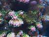 new_coral_in_tank_007.JPG