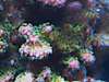 new_coral_in_tank_007.JPG