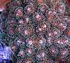 pocillopora_damicornis.JPG