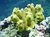 porites_coral_yellow.JPG