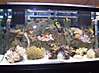 reef_small_pics_002A.JPG