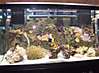 reef_small_pics_003A.JPG
