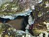 reef_small_pics_005A.JPG