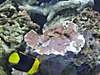 saltwater_tank_30Aug07_006A.JPG