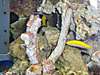 saltwater_tank_30Aug07_007A.JPG