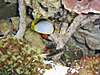 saltwater_tank_30Aug07_009A.JPG