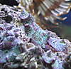 shrooms2.jpeg shrooms2.jpeg