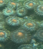zoa_5.gif zoa_5.gif