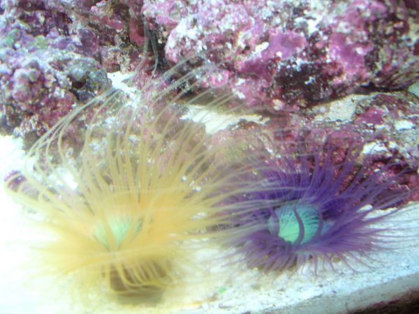 tubeanemones