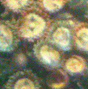 zoa4