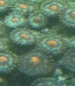 zoa_5